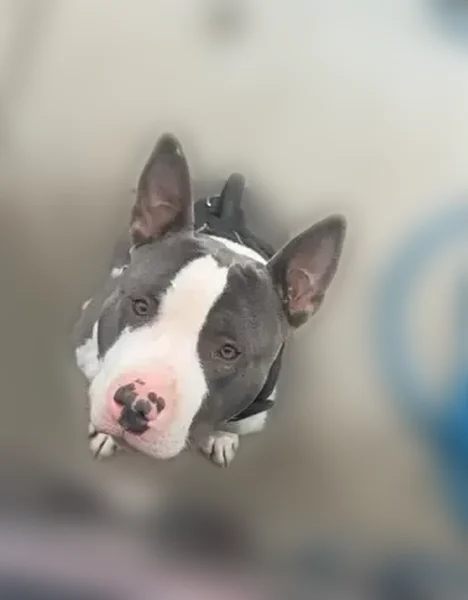 Lost dog, Nottingham Road, 5815, Detroit, Cincinnati - male - photo