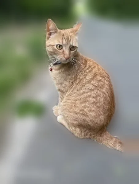 Lost cat, Bay Spring Avenue, 15, Warren - small orange female cat with a collar - photo