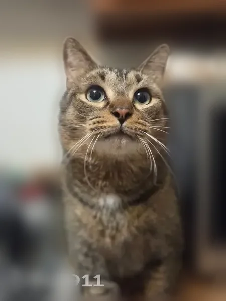 Lost cat, Auburn Road, 6505, Shelby Charter Township, Utica - male, brown tick tabby - photo