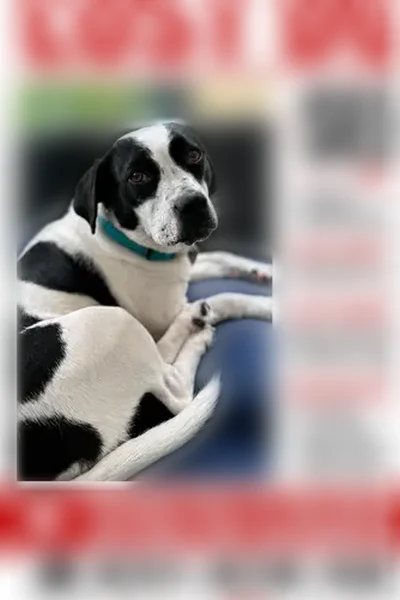 Lost dog, Bevis Road, 1013, Merritt Island - female, very friendly - photo