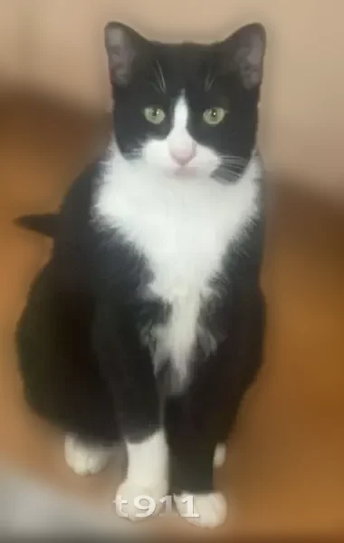 Lost cat, male, East 28th Street, 1470, Brooklyn - tuxedo cat, white paws - photo