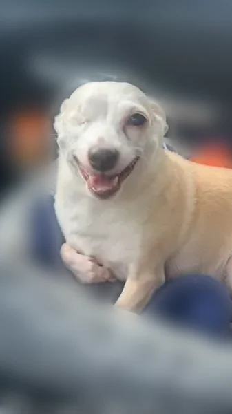 Lost dog, South Victor Street, Arlington - tan, one eye - photo