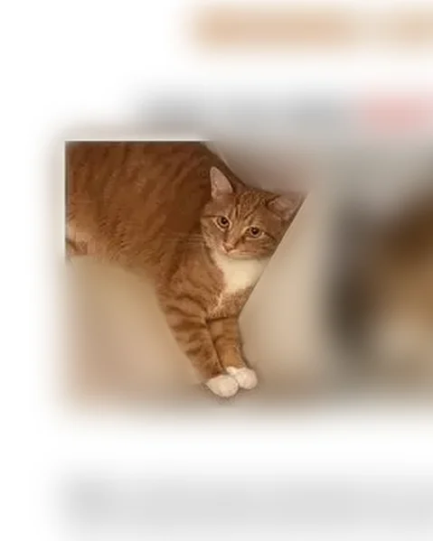 Lost cat, Talmadge Street, DeLand, Miami - male, orange and white tabby - photo