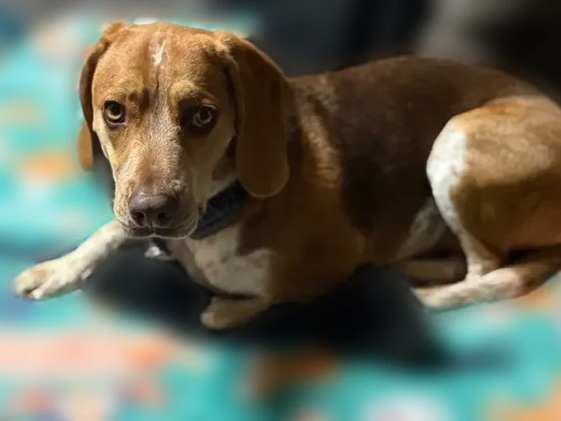 Lost dog, Good Shepherd Road, Virginia, Berryville - male beagle mix - photo