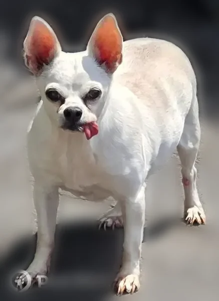 Lost dog, Tracey Street, 12, Peabody, Boston - female, tongue hangs out on the left side - photo