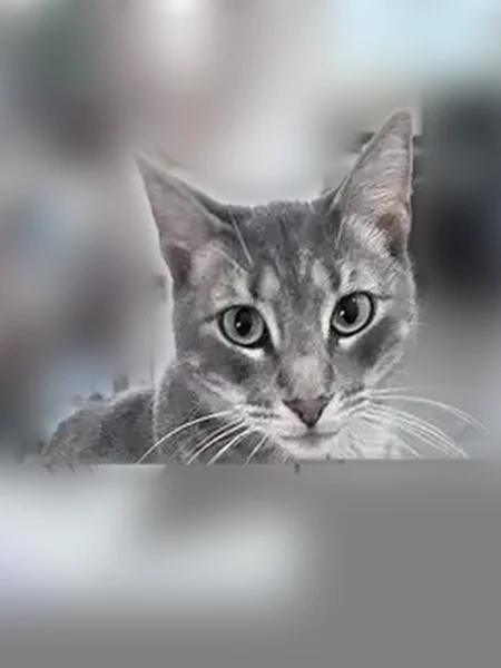 Lost cat, Quesada Drive, 2426, Merced - female, green eyes - photo