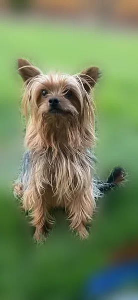 Lost dog, West Saginaw Way, 1613, Fresno - photo