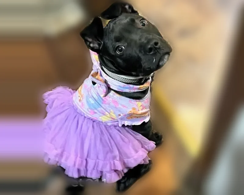 Lost dog, East 19th Avenue, 1342, Columbus - female puppy - photo