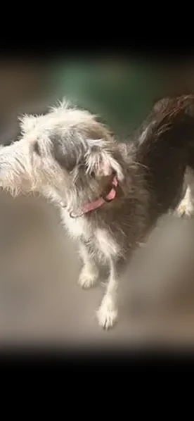 Lost dog, Inverness Point Lane, Texas, The Woodlands - female, light grey terrier mix - photo