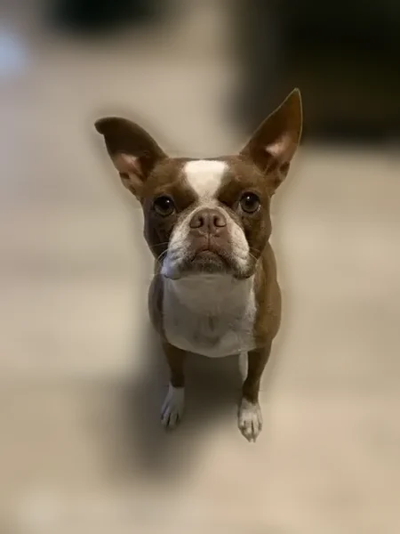 Lost dog, Ridge Road, 913, Scott - female, pink collar with diamonds - photo