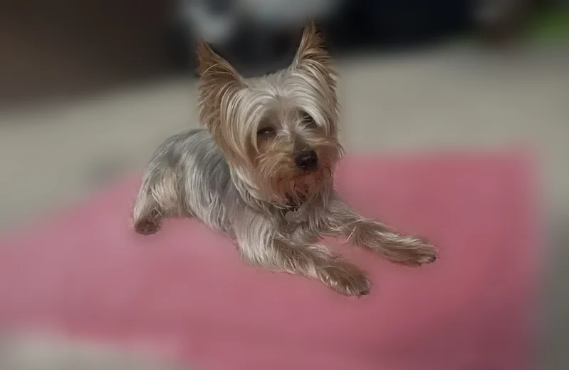 Lost dog, Jackson Pines Drive, 17570, Bammel, Spring - male Yorkie - photo