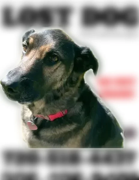 Lost dog, Kanan Road, 3982, Unincorporated Santa Monica Mountains, Agoura Hills - female, red collar, microchipped - photo