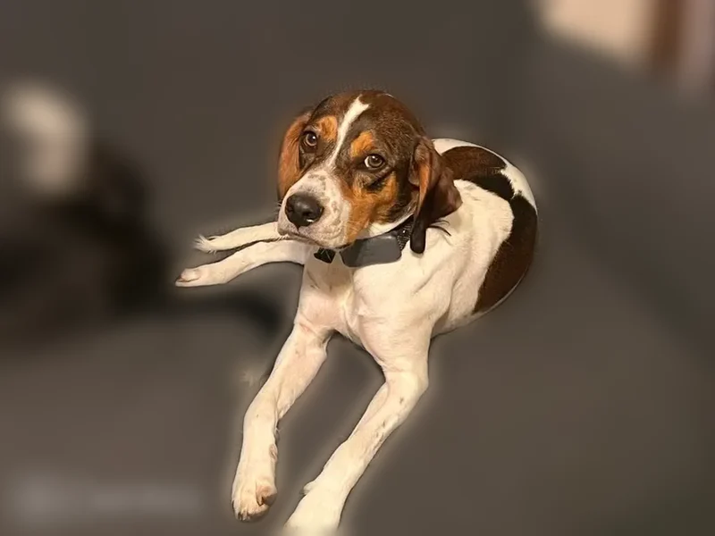 Lost dog, Henry Bradley Road, 159, Mars Hill - male, microchipped - photo