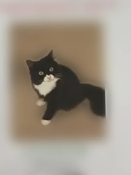 Lost cat, Winding Pond Trail, Van Buren Charter Township, Belleville - female, black/white, tripod - photo