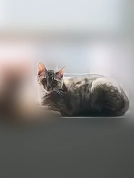 Lost cat, male, Orchard Drive, 3346, Bountiful, Bountiful - orange, friendly, microchipped - photo