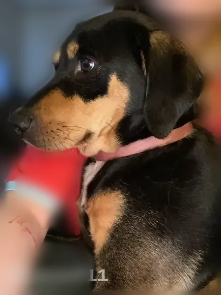 Lost dog, Colony Cove, 95, Savannah - female, black with brown spots - photo