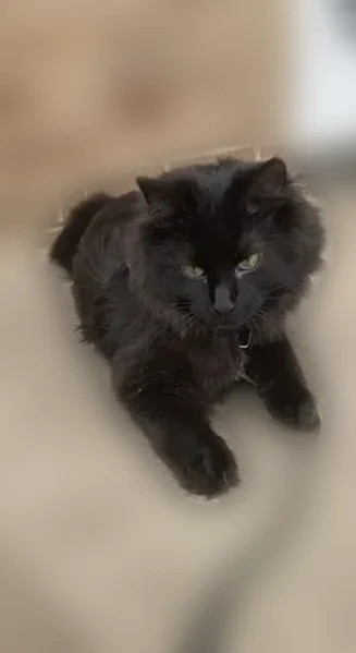 Lost cat, Midlothian, Illinois - male, all black, long-haired, neutered - photo