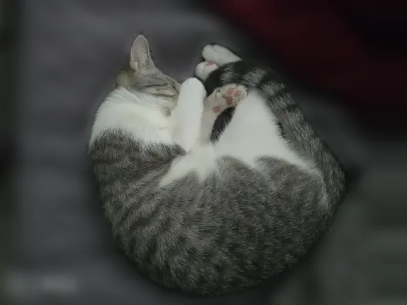 Lost cat, Hornsby Hollow, 933, Leander - female, light grey and white with stripes - photo