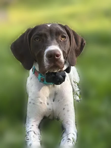 Lost dog, Forest Drive, 955, Timber Hills - female German shorthair pointer with a black collar - photo