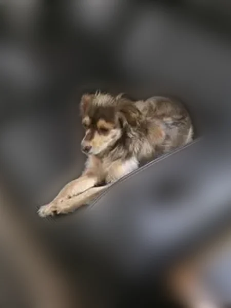 Lost dog, East Park Avenue, 346, Tucson - female - photo