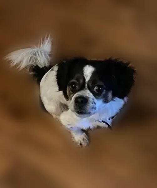 Lost dog, male, Courtyard Place, 1960, Florissant - white with big black patches - photo