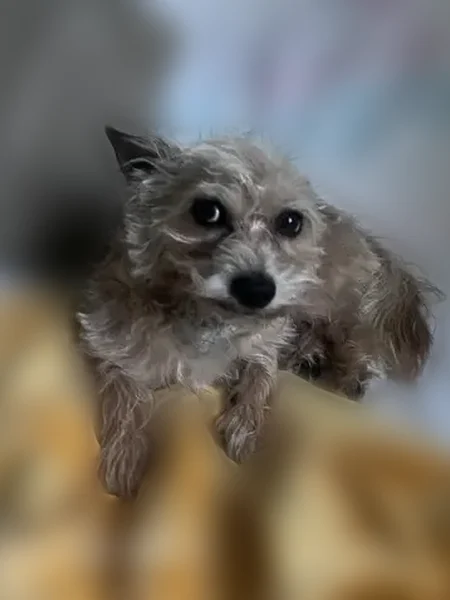 Lost dog, West El Camino Real, 1111, Sunnyvale - male, 5 years old - photo