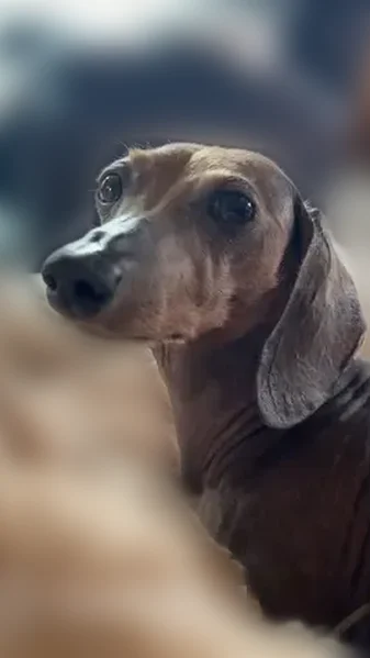 Lost dog, female, West Platte Avenue, 1720, Aurora - hairless brown wiener dog - photo