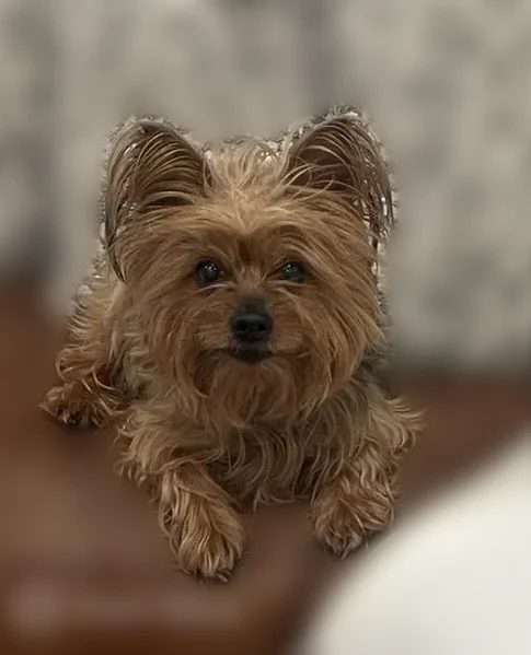 Lost dog, Canyon Trail Way, 21918, Porter Heights - female - photo