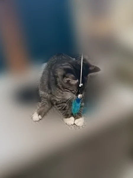 Lost cat, North Rimrock Road, 18617, Hayden - female, chipped, very friendly - photo