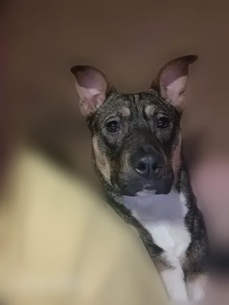 Lost dog, South Street, Norton Shores - has treats - photo
