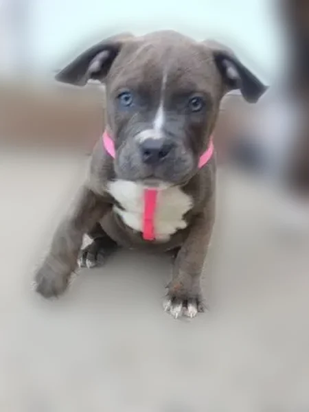 Lost dog, female, Pemberton, New Jersey - photo