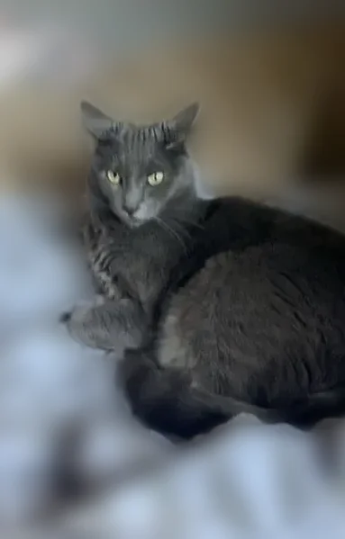 Lost cat, Winwood Lane, 8, Town of Islip, Holbrook - female indoor cat Jilly - photo