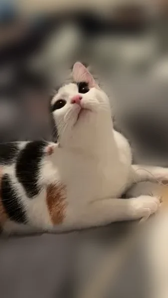 Lost cat, Michelle Place, 3898, Rolling Brook, East Cleveland - female calico, shy but friendly - photo