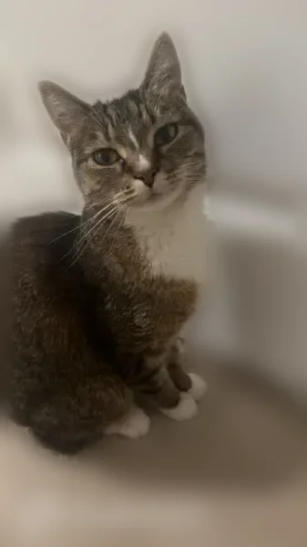Lost cat, Indian Land, South Carolina, Marvin - very shy and scared - photo