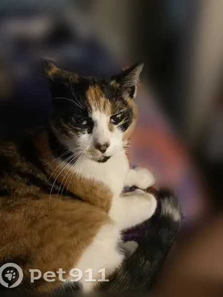 Lost cat, Fanno Creek Trail, Beaverton - female calico with an orange collar - photo