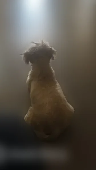 Lost dog, Lieutenant Joe Magallanes Road, 813, Socorro - female, brown coat, brown eyes - photo