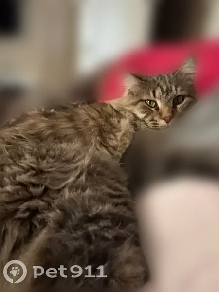 Lost cat, South 36th Street, South Bend - male, long-haired brown tabby, no collar - photo
