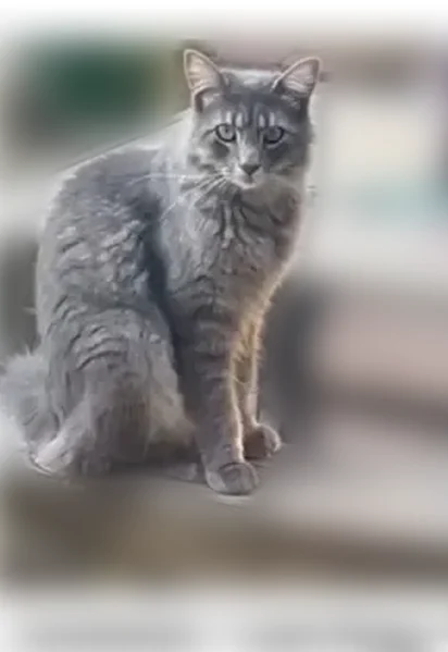 Lost cat, Tolson Road, 320, Lafayette - male, microchipped, neutered - photo