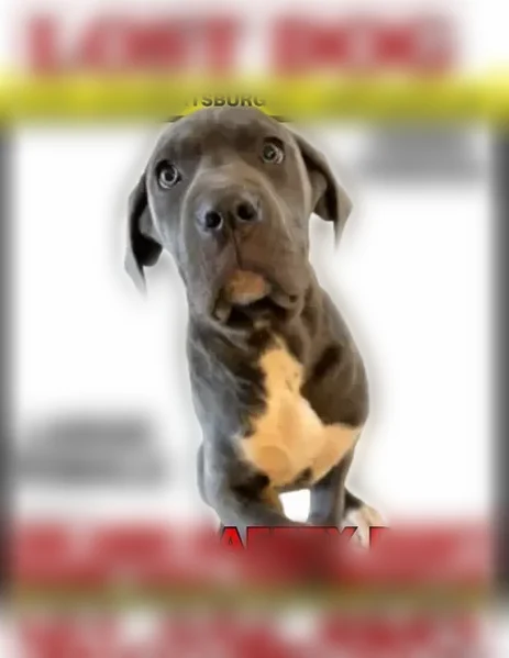 Lost dog, female, Old Emmitsburg Road, 16617, Emmitsburg - blue Cane Corso - photo
