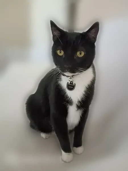 Lost cat, North Broadmoor Lane, Irving - male, responds to Hannibell - photo