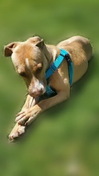 Lost dog, New Brighton, Minnesota, Lakeland - female, tan with a little white on her head - photo