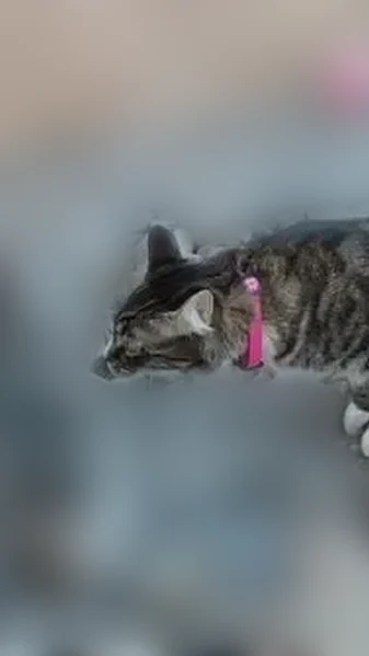 Lost cat, Clear Water Drive, 26, Stansbury Park, Tooele - female, shy, pink collar - photo