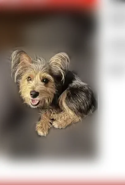 Lost dog, Chinkapin Drive, 488, Blue Ridge — male, microchipped - photo