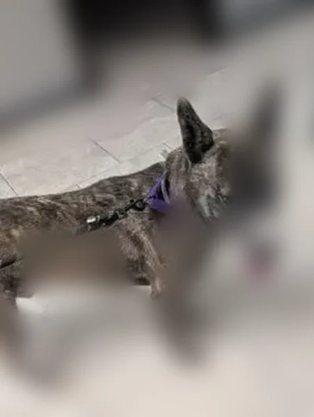 Lost dog, Saint Paul, Minnesota, St. Paul — very skittish and shy - photo