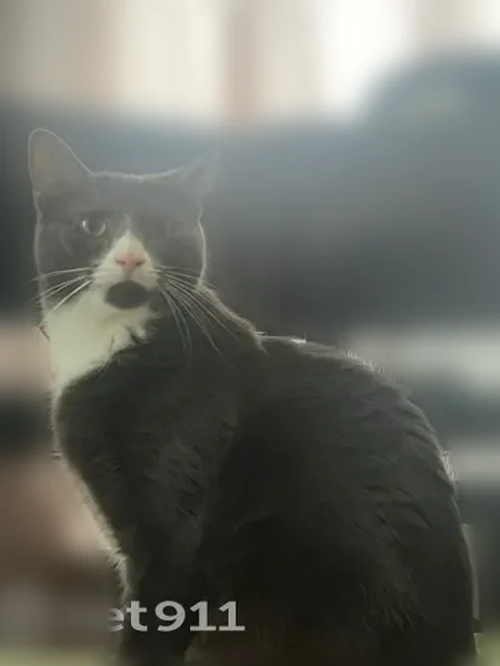 Lost cat, Freeland Street, Worcester - female - photo