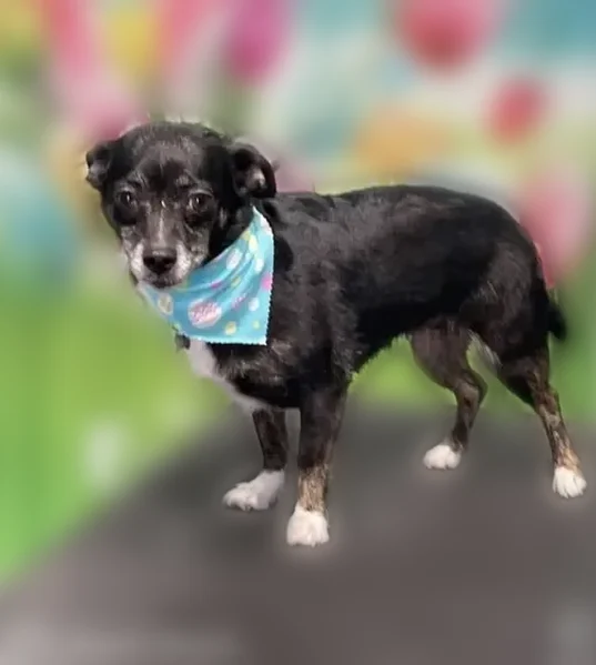 Lost dog, Icebreaker, 4050, Traverse City - female chihuahua mix - photo