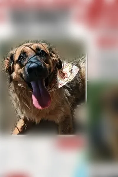 Lost dog, Southeast Atherton Circle, 2108, Bentonville, Fayetteville - female, German shepherd coloring - photo
