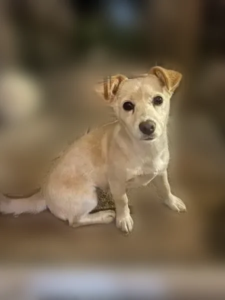 Lost dog, Northwest 109th Avenue, 988, Ocala - female Chihuahua mix - photo