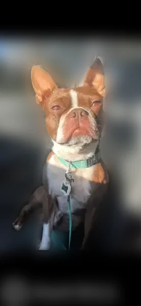 Lost dog, Parton Road, 1499, Canyon Lake, Port Lavaca - male, brown and white, not neutered - photo