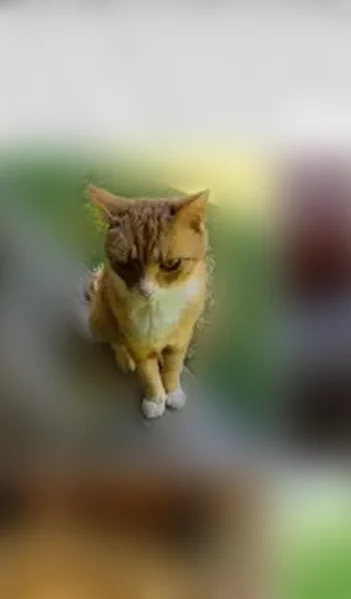Lost cat, France Lane, 528, Maryville, Knoxville - male, feral, clipped ear - photo